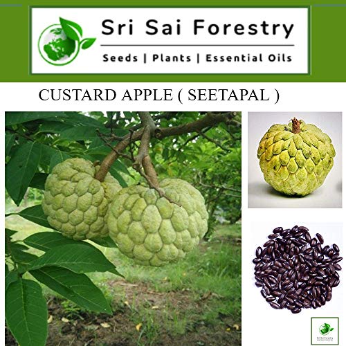 Custard Apple Seeds | Sitaphal Plant Seeds