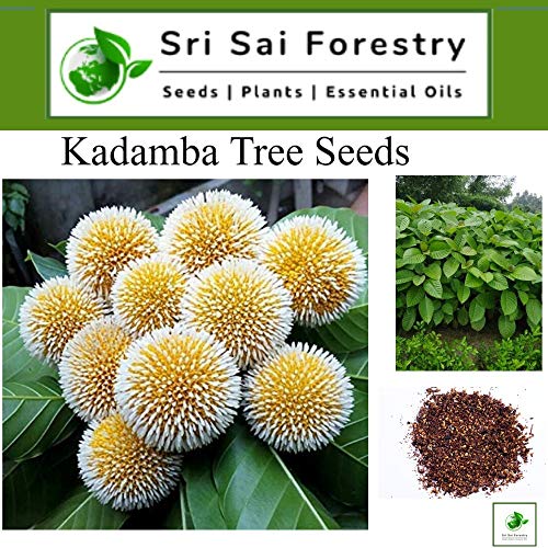 Kadamba Tree Seeds | Satabisha Nakshatra Seed