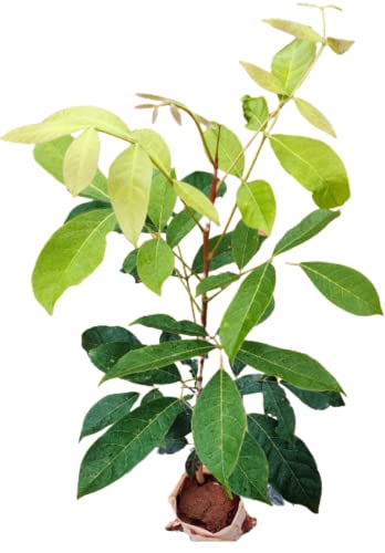 African Mahogany Live Plant 1 ( Big Leaf Mahogany, Swetania Mahogany) for Planting
