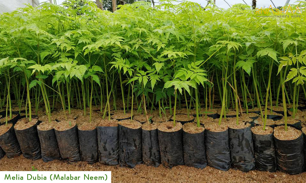 Melia Dubia Seeds ( Malabar Neem, Hebbevu) Fast Growing Plywood Timber Tree Seeds