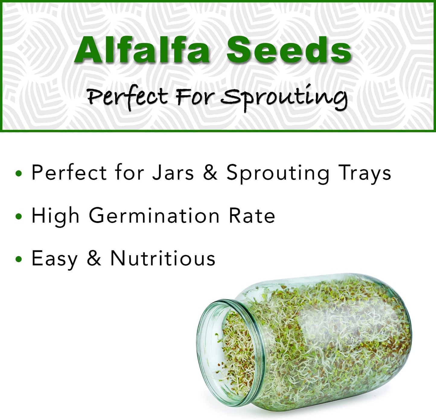 Alfalfa Sprouting Seeds | Perfect for Sprouting & Microgreens