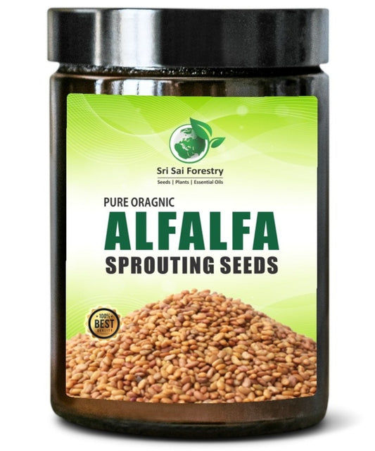 Alfalfa Sprouting Seeds | Perfect for Sprouting & Microgreens