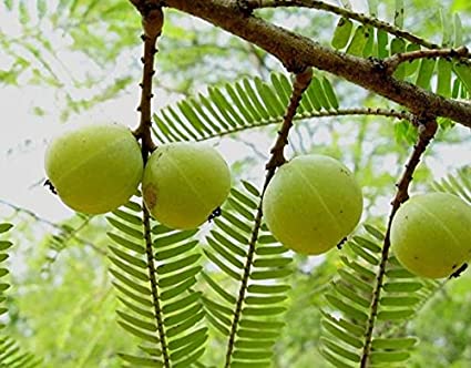 Amla Seeds | Indian Gooseberry Tree Seeds for Planting