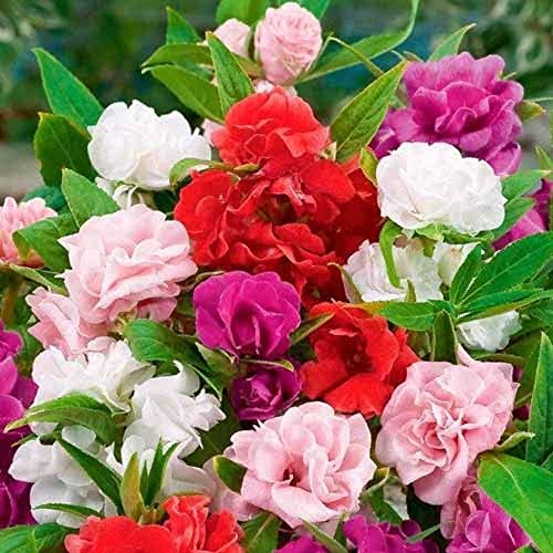 Rose Balsam Mix Color Ornamental Flower Seeds for Home Garden