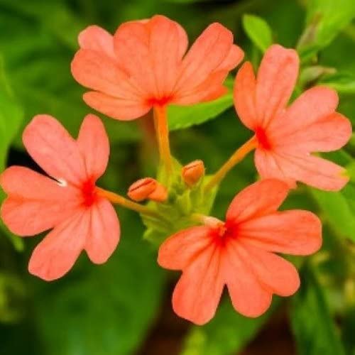 Kanakambaram Flower Seed | Crossandra Flower Seeds
