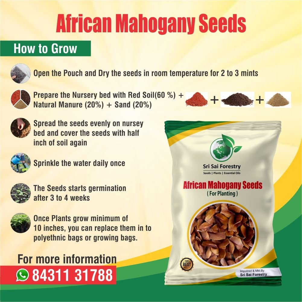 African Mahogany Tree Seeds For Planting