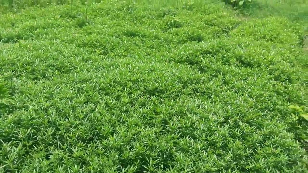 Stylo Hameta Grass Seeds for Animal Fodder | Stylo Hamata Grass