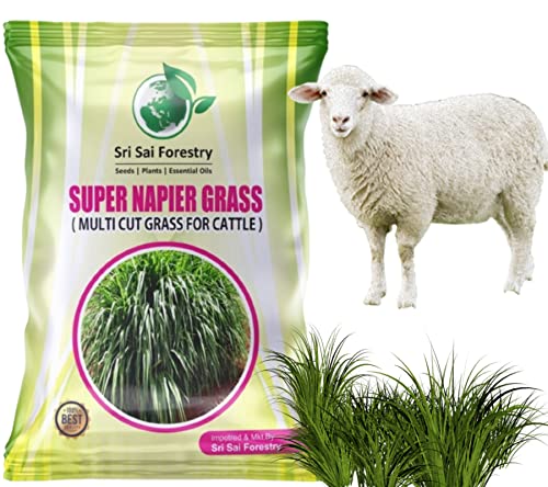Super Napier Grass Seeds for Cattle | High Yield Hybrid Multi Cut Grass