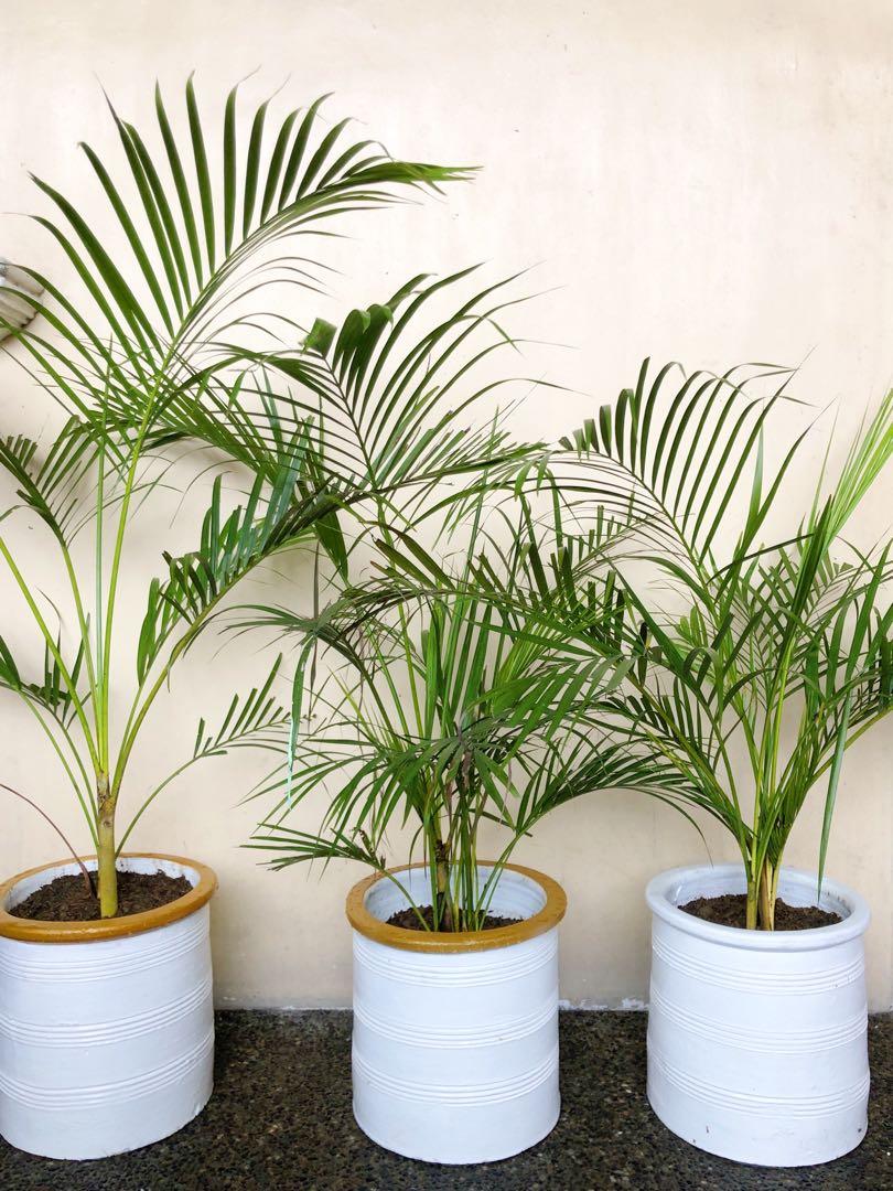 Areca Palm Seeds for Indoor - Outdoor Planting