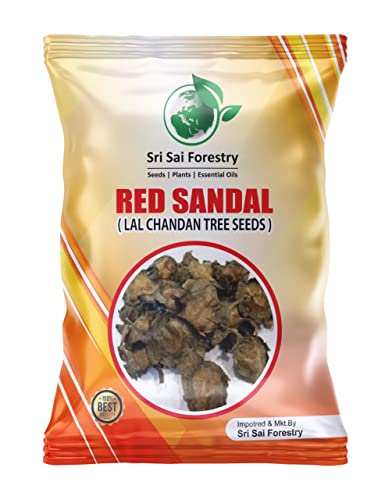 Red Sandalwood Tree Seeds for Planting | Lal Chandan | Raktha Chandan Seed