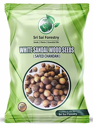 White Sandalwood Seeds for Planting, Safed Chandan Tree Seeds