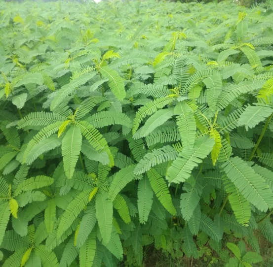 Daincha Seeds - Natural Green Manure Seed