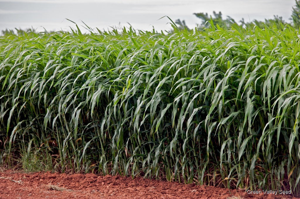 Sorgum Sudan Grass Seeds | High Yield Grass for Cattle