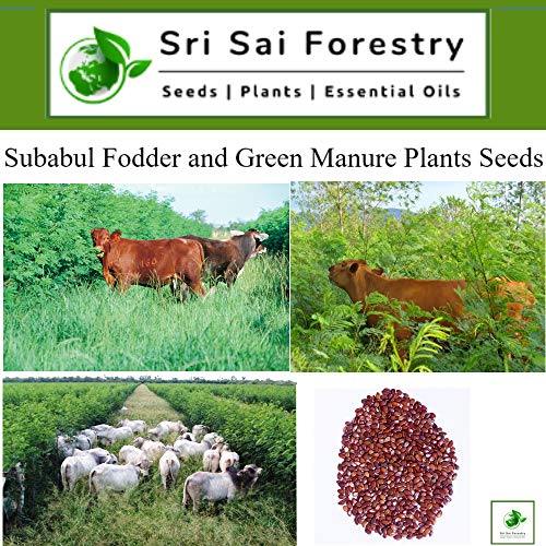 Subabul Seeds for Animal Fodder and Green Manure
